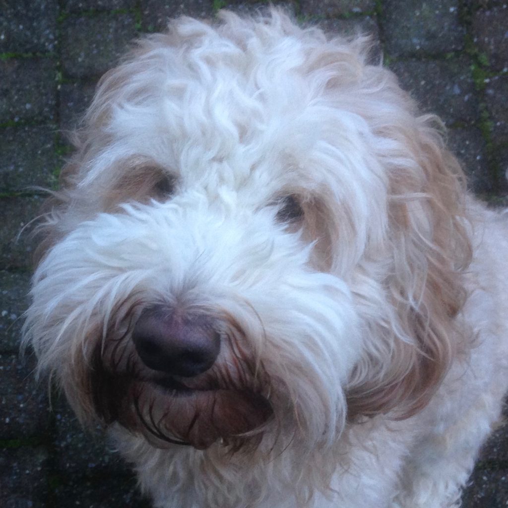 Bodhi-Orange-Aussie-Dogs-Australian-Labradoodle Bodhi Orange Aussie Dogs Australian Labradoodle
