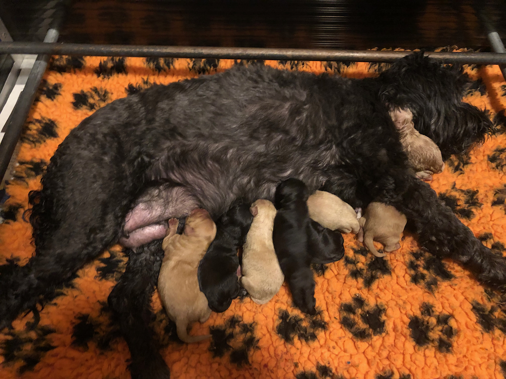 Indy bevallen van 8 prachtige pups
