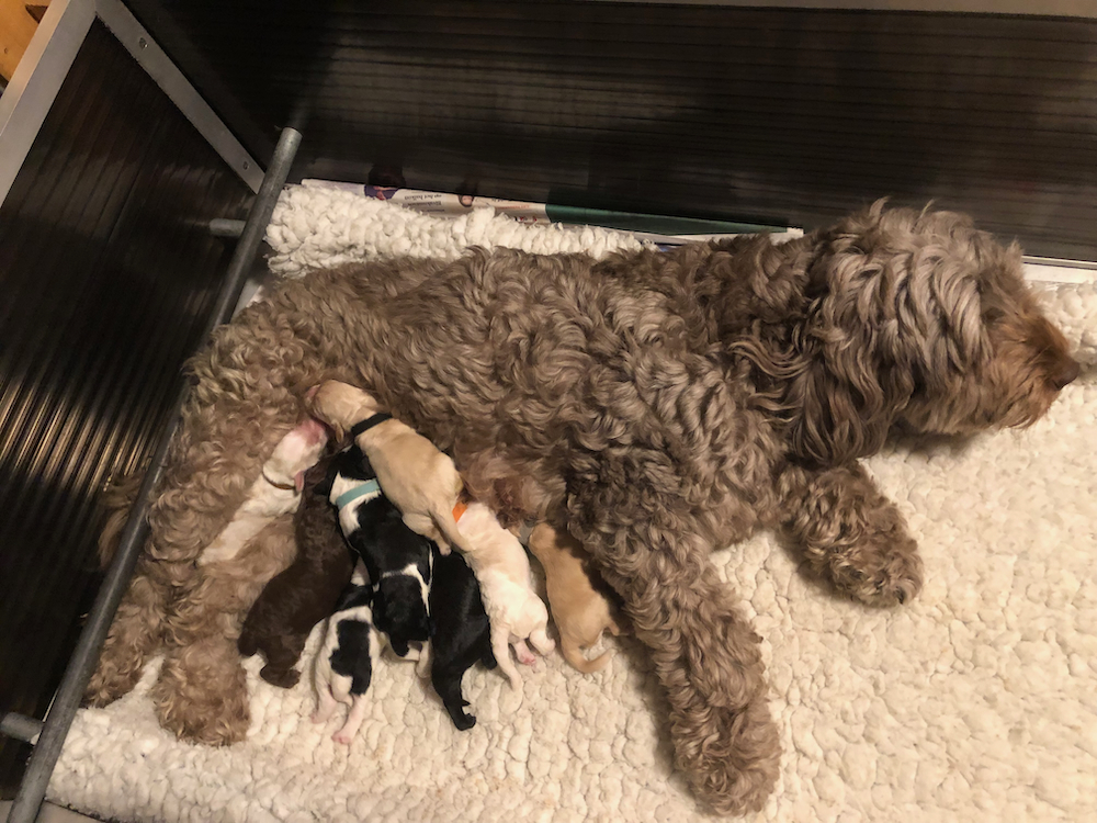 Hannah op 03-09-2022 bevallen van 8 prachtige pups
