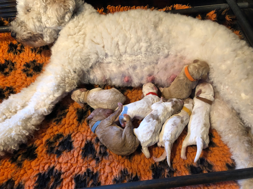 Bobbie bevallen van 7 prachtige pups
