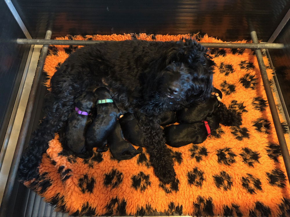 D'Arcy bevallen van 7 prachtige zwarte pups