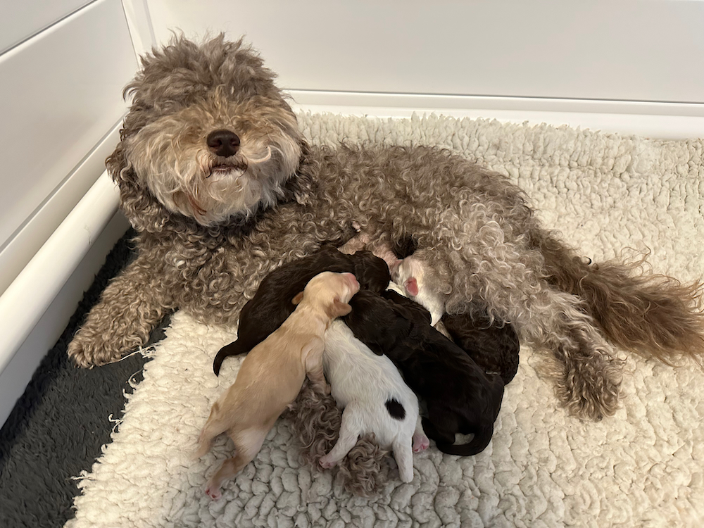 Åsa bevallen van 6 prachtige pups