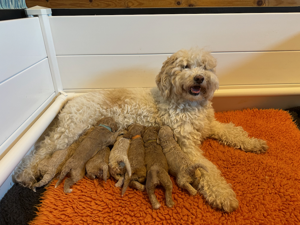 Ivy bevallen van 7 prachtige pups