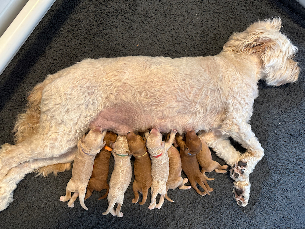 Lucy bevallen van 8 prachtige pups
