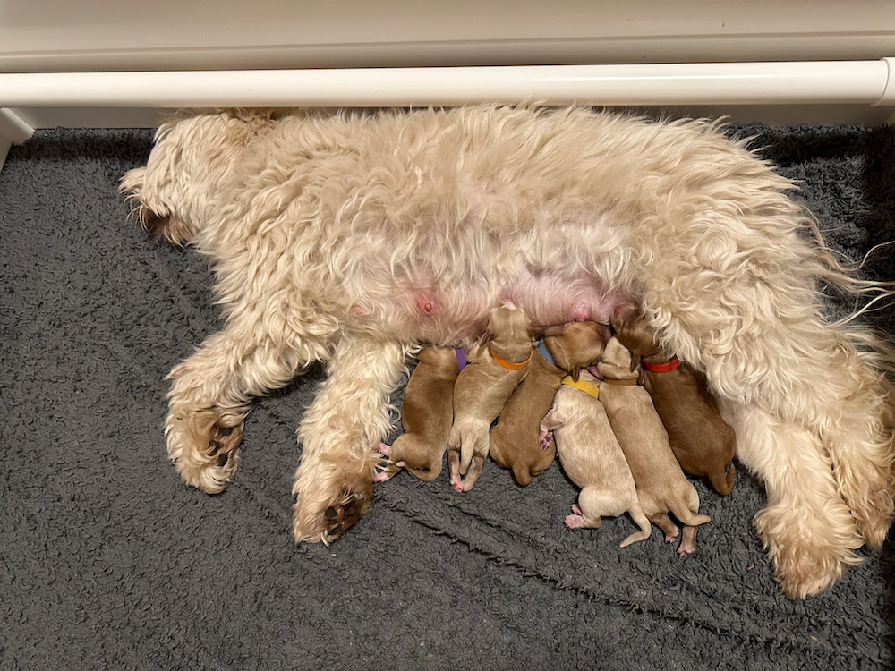 Alice bevallen van 6 prachtige pups