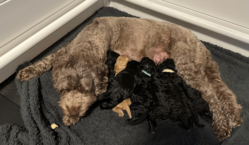 Loulou bevallen van 7 prachtige pups