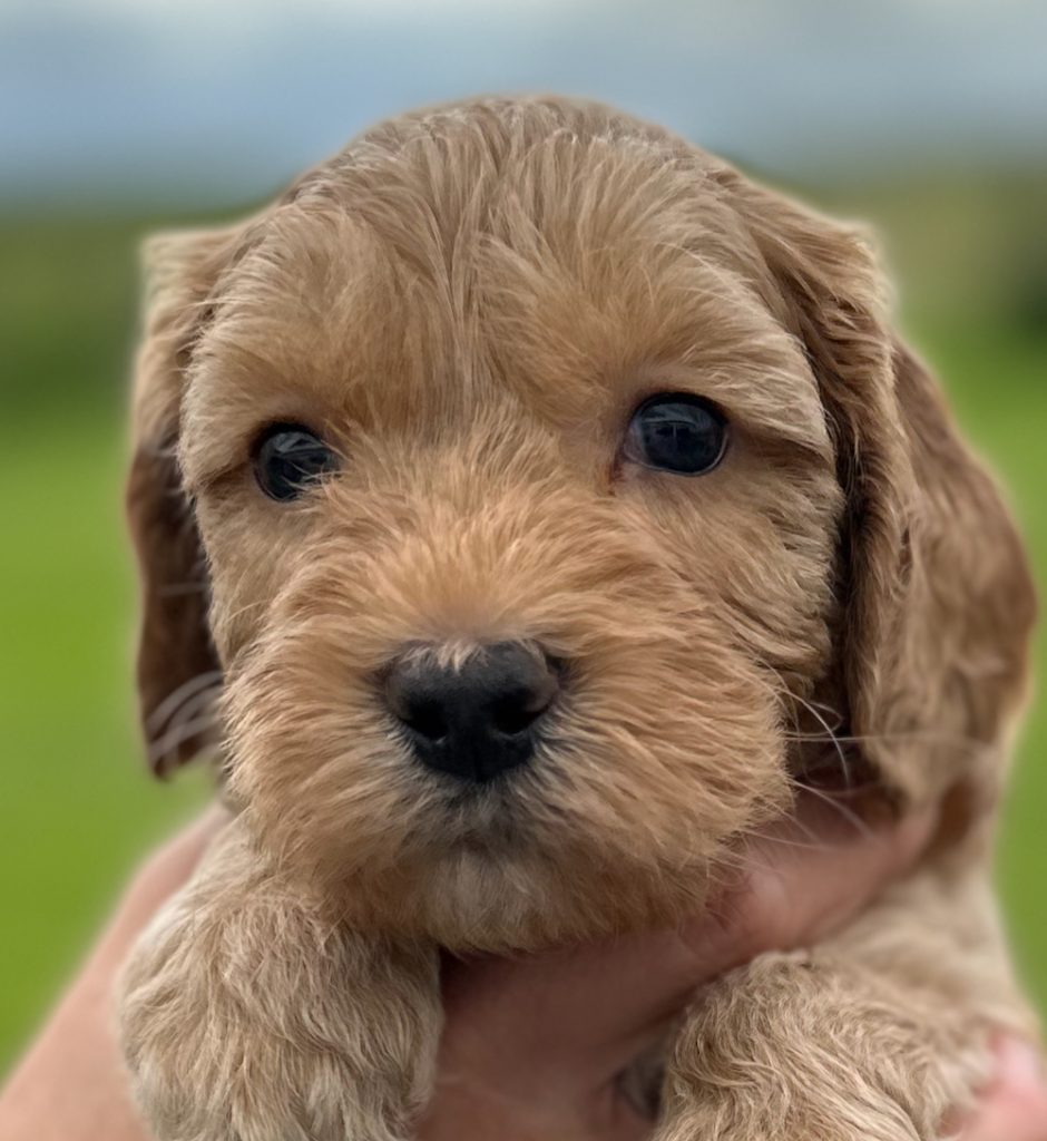 Australian-Labradoodle-pup-Ivy-Rood